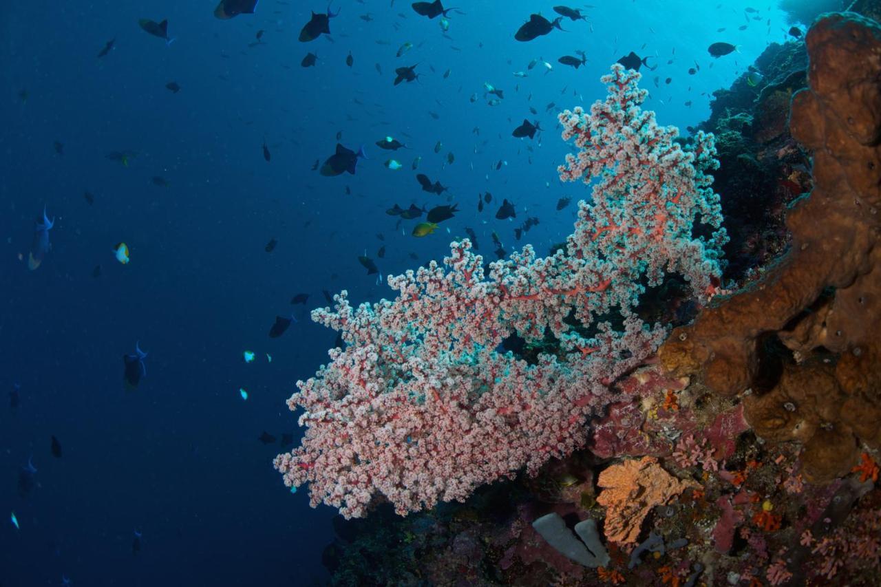Murex Dive Hotel Manado