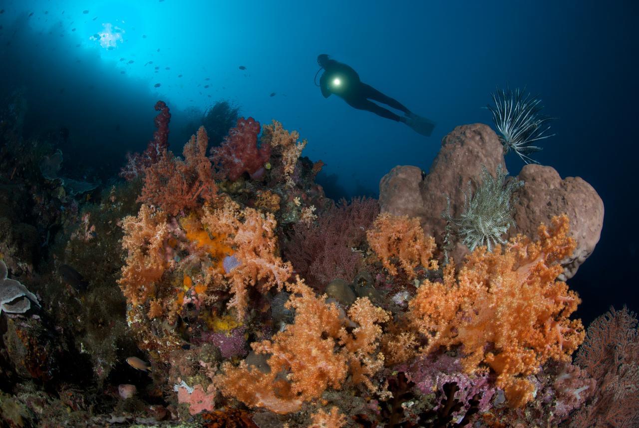 Murex Dive Manado